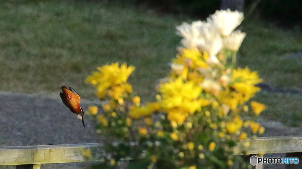 キクカワ　飛び込み