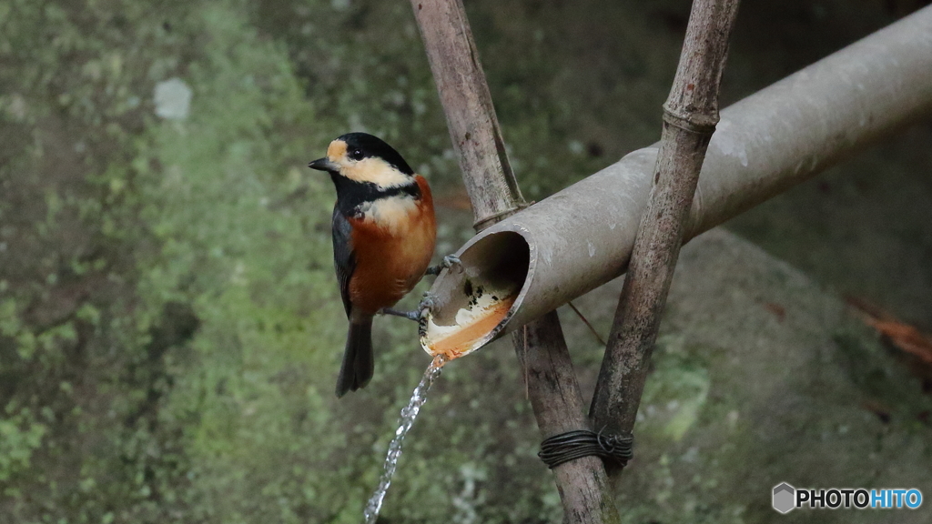 水を飲みに来たヤマガラ