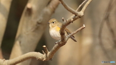 ルリビタキ♀１