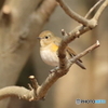 ルリビタキ♀１