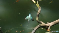 飛び込み２