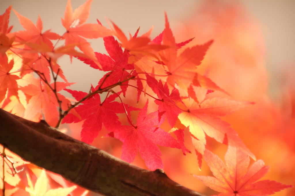 鹿嶋神社の紅葉