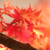 鹿嶋神社の紅葉