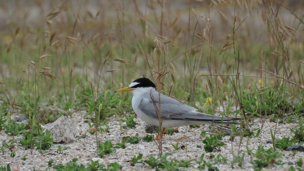 コロニーのコアジサシ