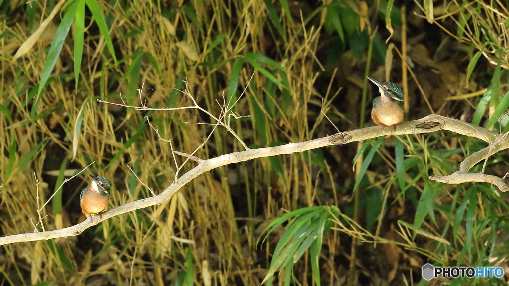 何か居るのかな