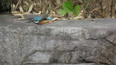 初　飛ぶカワセミ♂