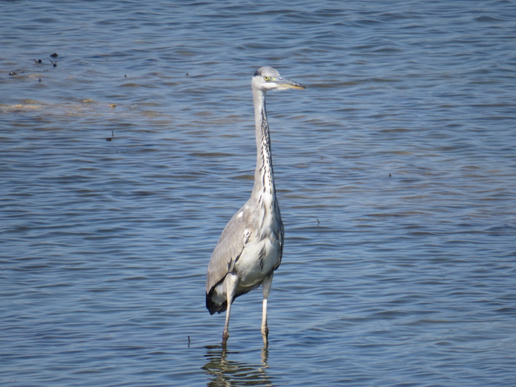 アオサギ