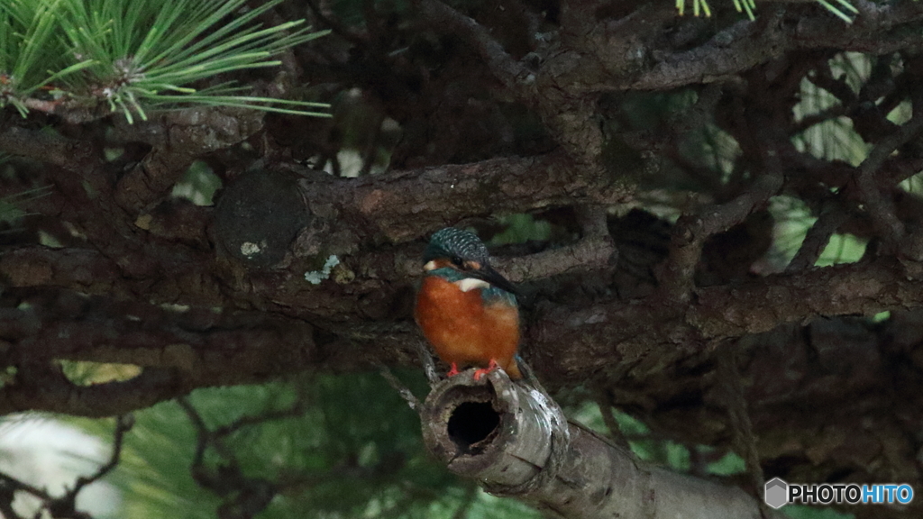 松からうかがう