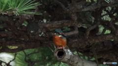 松からうかがう