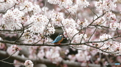 背中向きの桜カワセミ