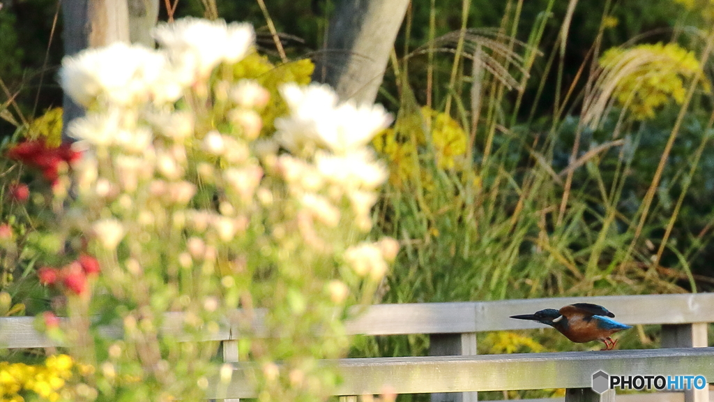 キクカワ　飛び出し１