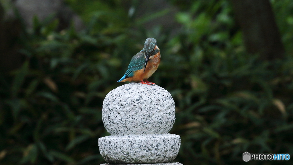 石灯籠の上にて