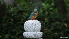 石灯籠の上にて