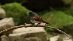 サンコウチョウのメス