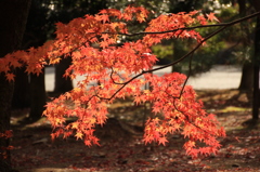 天龍寺のモミジ