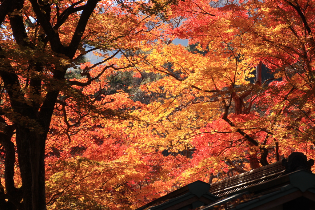 嵐山紅葉６