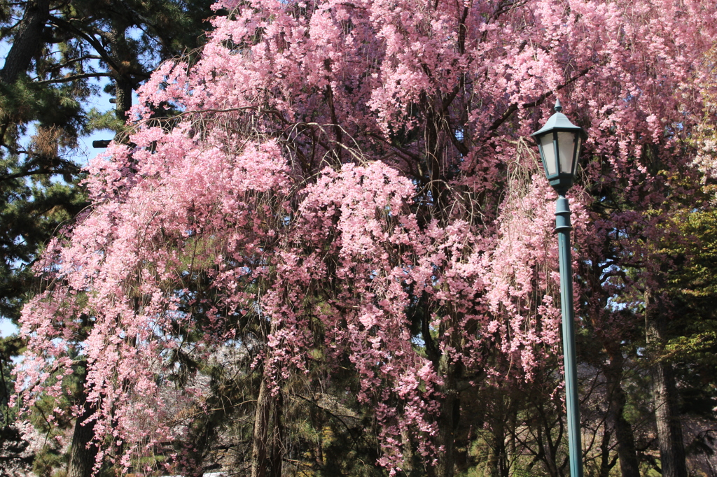 京都御所　桜３