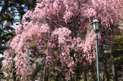 京都御所　桜３
