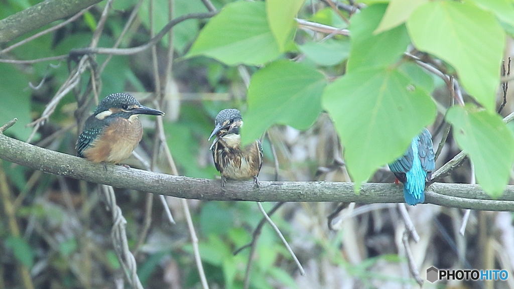 ザリガニ捕って来たよ～５
