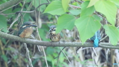 ザリガニ捕って来たよ～５