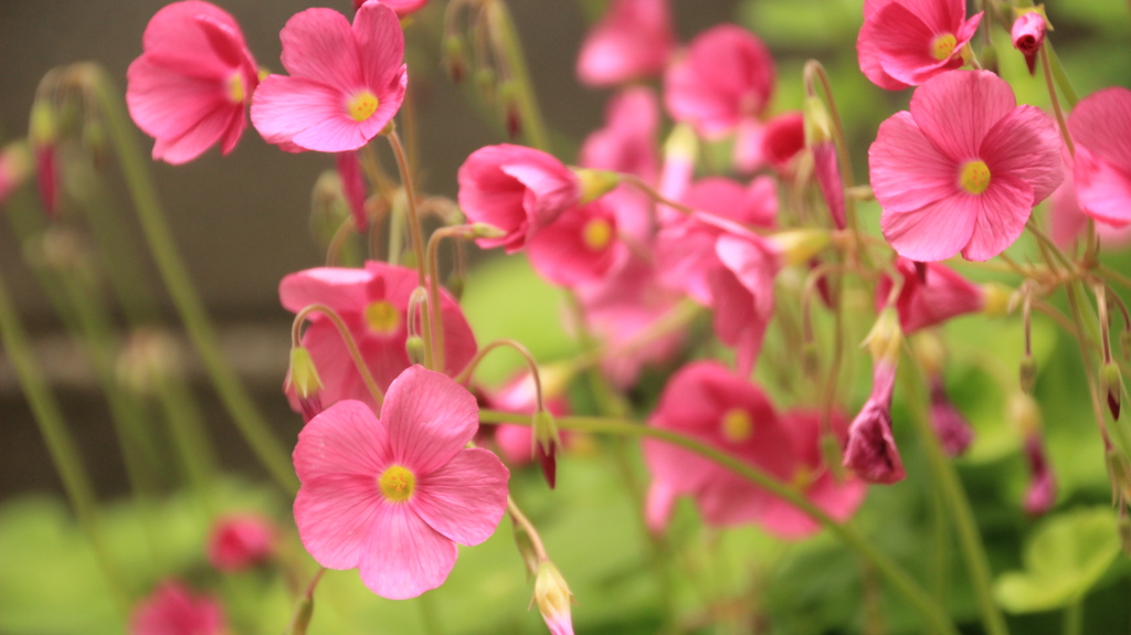 庭の花