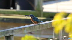 魚捕えて得意そう