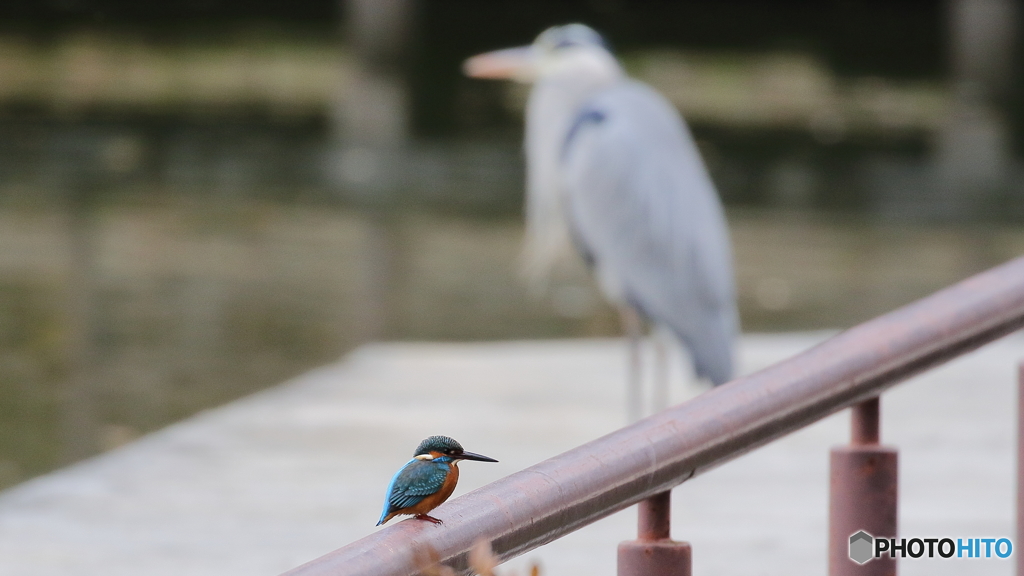 カワセミとアオサギ