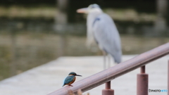 カワセミとアオサギ