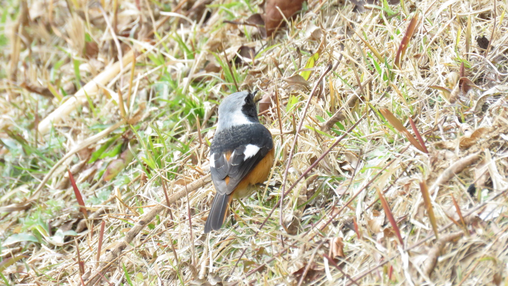 木の実を食べているジョウビタキ♂