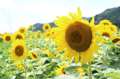 ヒマワリ１
