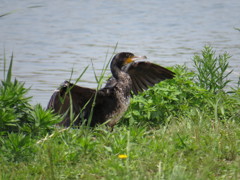 カワウ