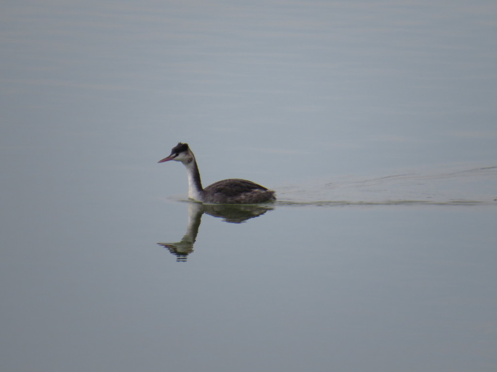 カンムリカイツブリ　冬羽