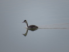 カンムリカイツブリ　冬羽