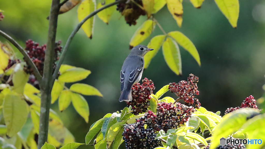 コサメビタキ雌１
