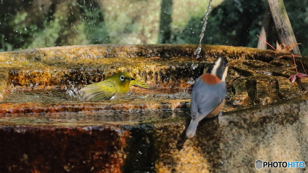 水琴窟に集まる野鳥たち（ヤマガラ＆メジロ）