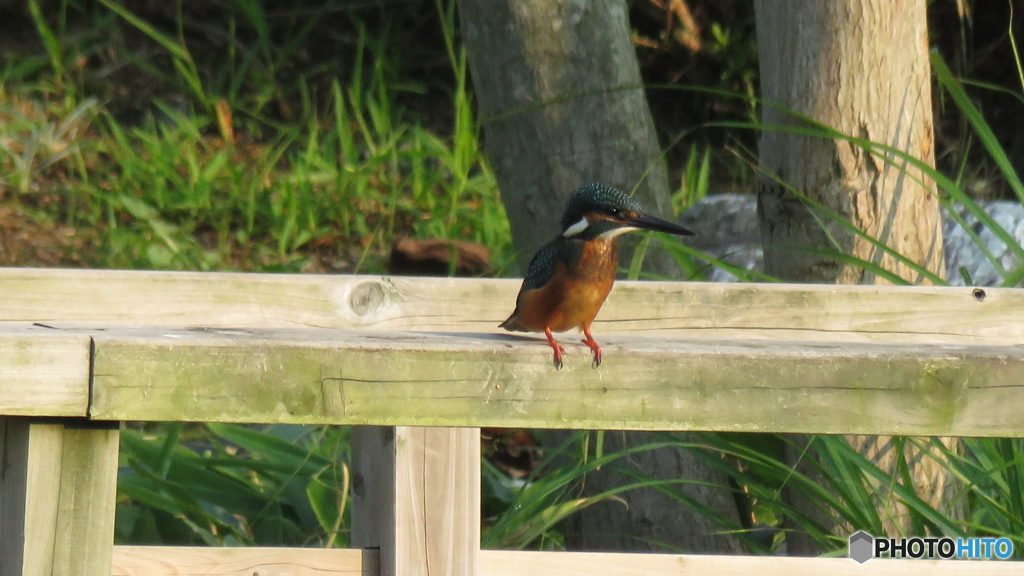 魚は居るかな？