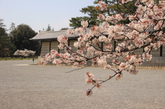 京都御苑の桜