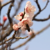 梅の花に蜜蜂１