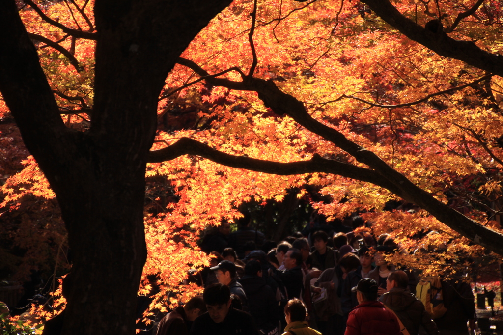 嵐山紅葉８