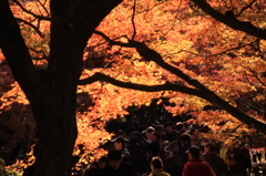 嵐山紅葉８