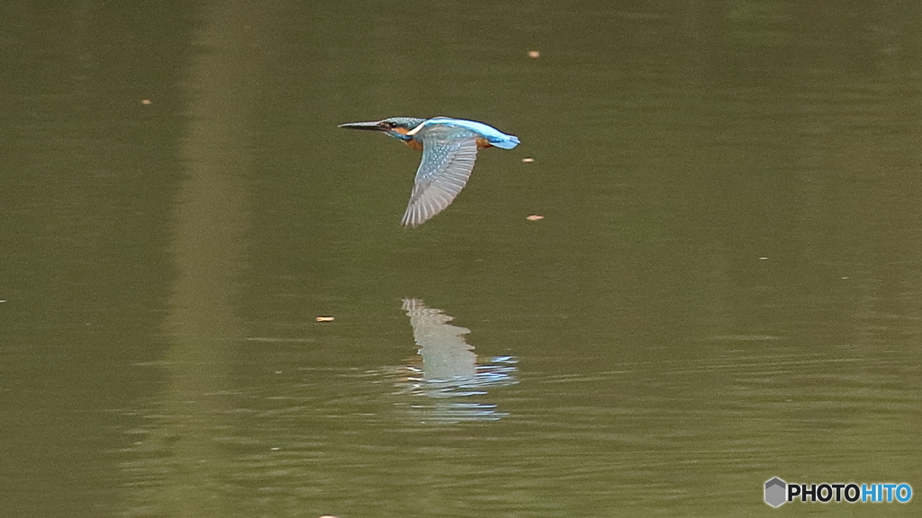 カワセミ子育て中５