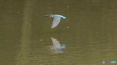 カワセミ子育て中５