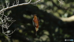 飛び込み