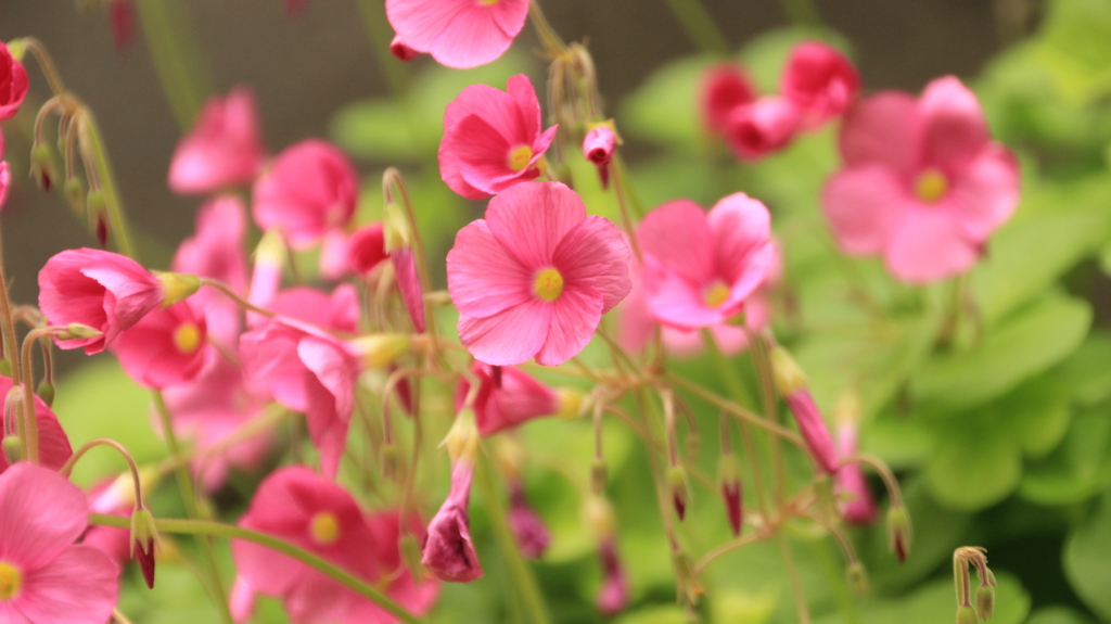 庭の花