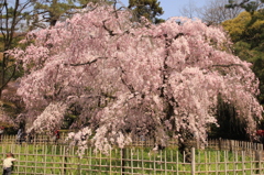 京都御苑の桜