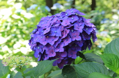 紫陽花９