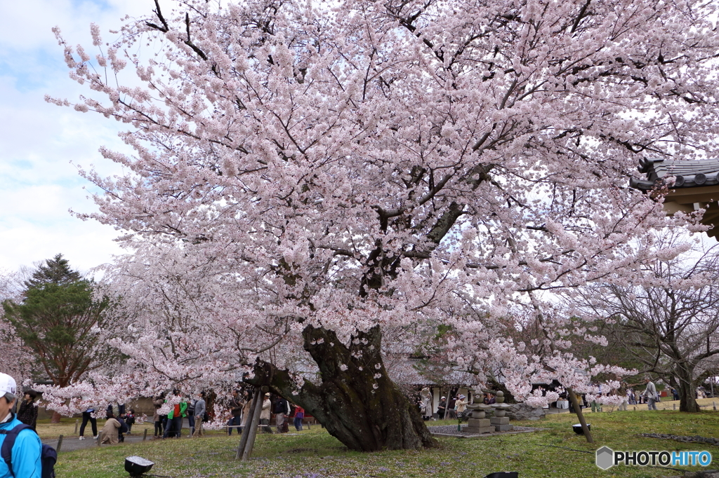 霊宝館内の大桜１