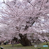 霊宝館内の大桜１