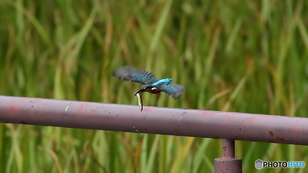 大きな魚ゲット２