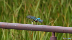 大きな魚ゲット２